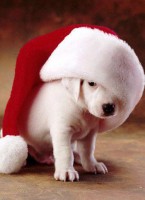 puppy with a christmas hat on