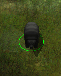 czarny niedźwiedź